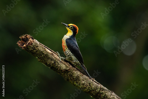 woodpecker climbing © Leonardo Araújo