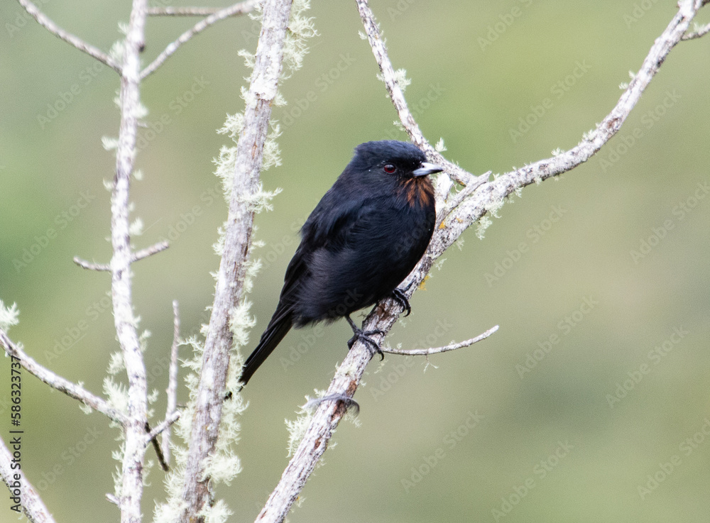 Obraz premium blackbird on a branch
