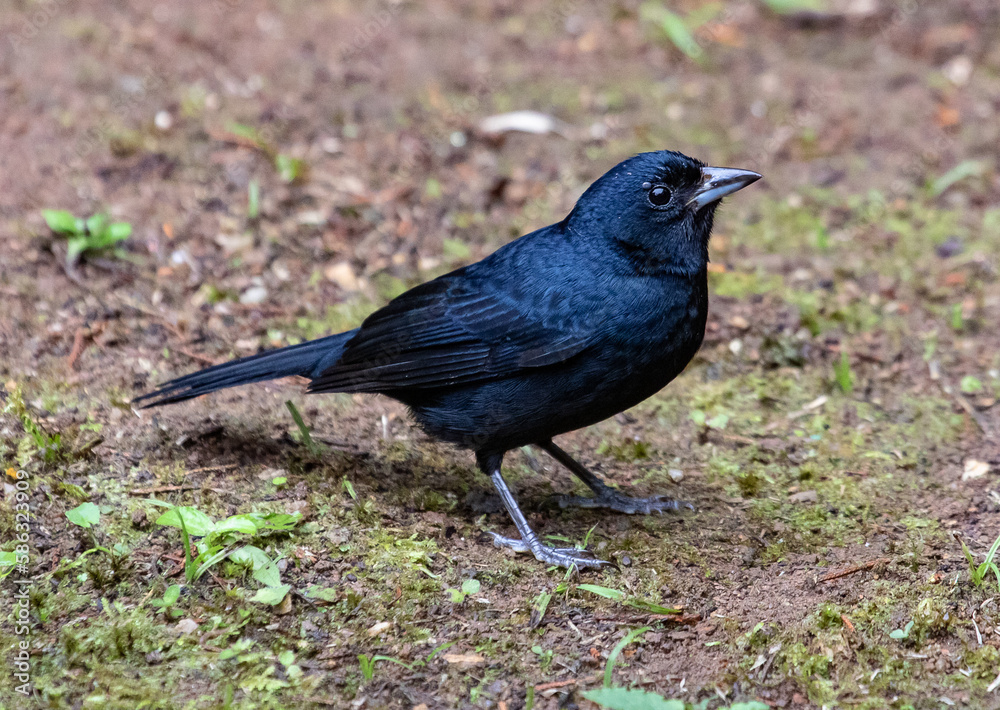 blackbird on the ground blackbird on the ground