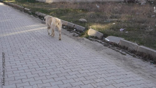 stray stray dog with a crippled leg, crippled dog, photo