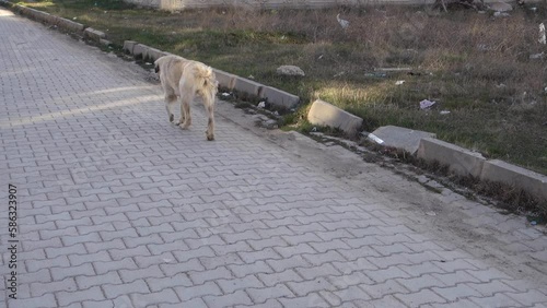 stray stray dog with a crippled leg, crippled dog,
