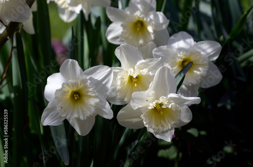 White and yellow narcissus