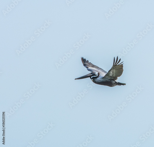 In Flight