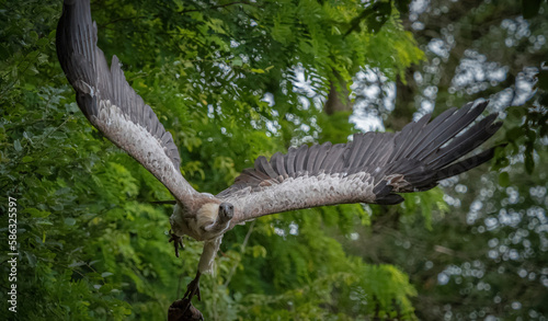 A white-backed vulture closeup in a falcrony in saarburg photo