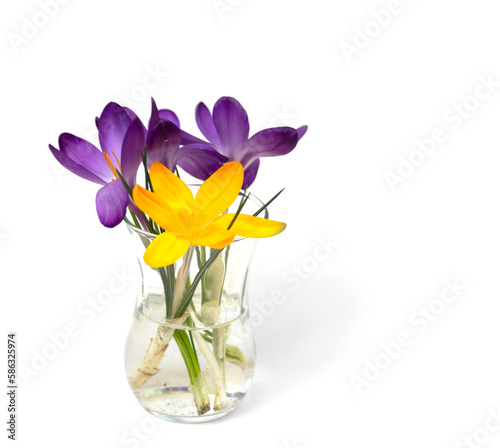 Krokusse im Glas als Posterbild