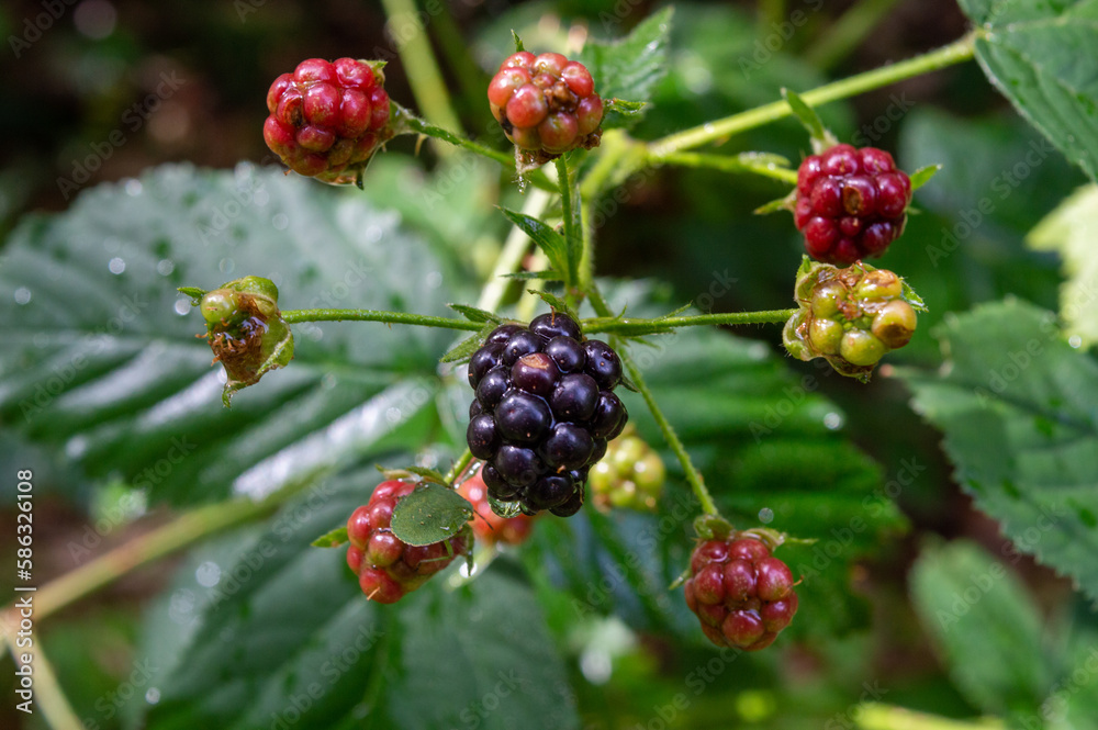 blackberries on a branch with green leaves in garden