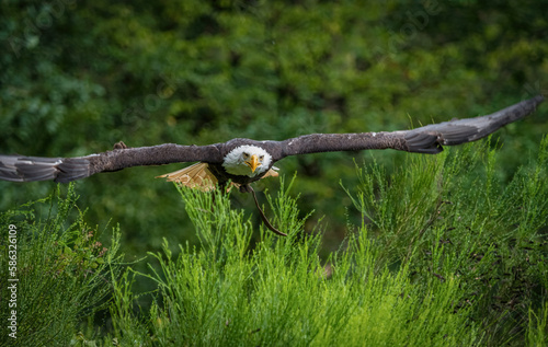 A bald eagle closeup in a falcrony in saarburg photo