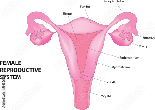 female reproductive system parts