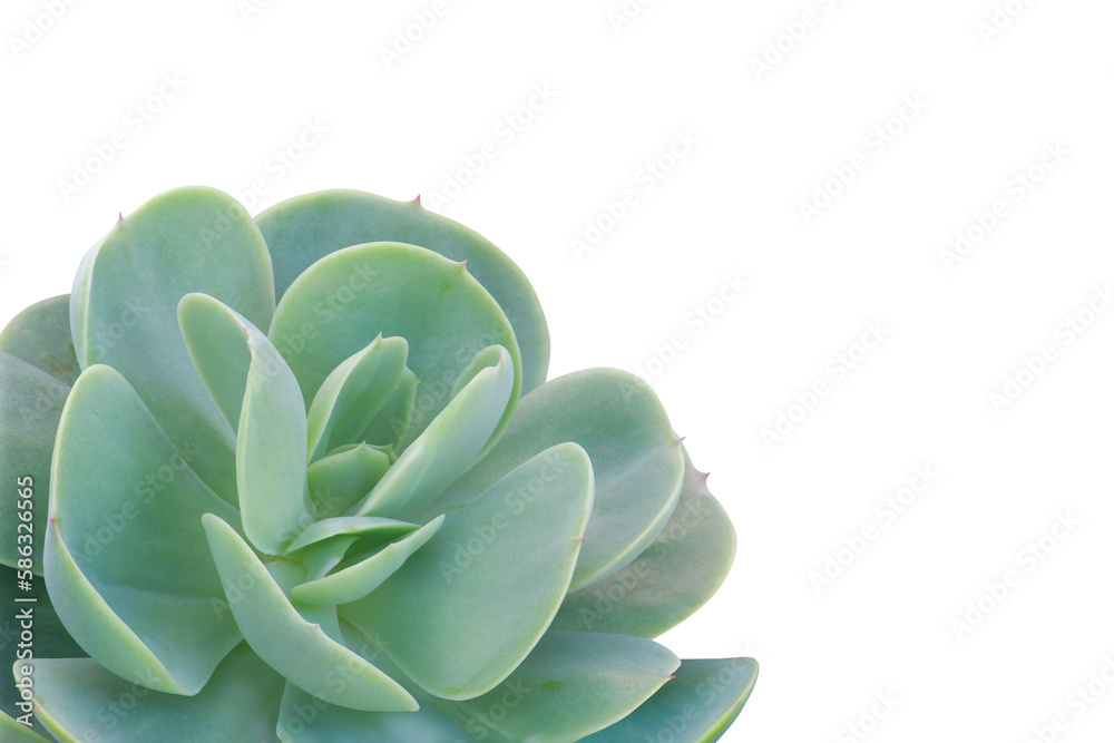 Echeveria Succulent Plant Isolated on White Background with Clipping Path Echeveria Succulent Plant Isolated on White Background with Clipping Path