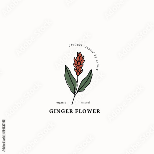 Line art ginger flower drawing