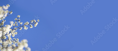 blossoming cherry branches against blue sky in spring. banner. copy space