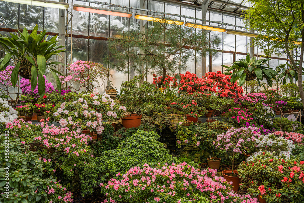 A greenhouse full of flowers, including a variety of pink ones. Blooming rhododendrons and azaleas in the botanical garden