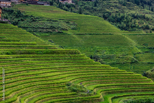 Terraced rice fields near Dazhai Village  Longji  China