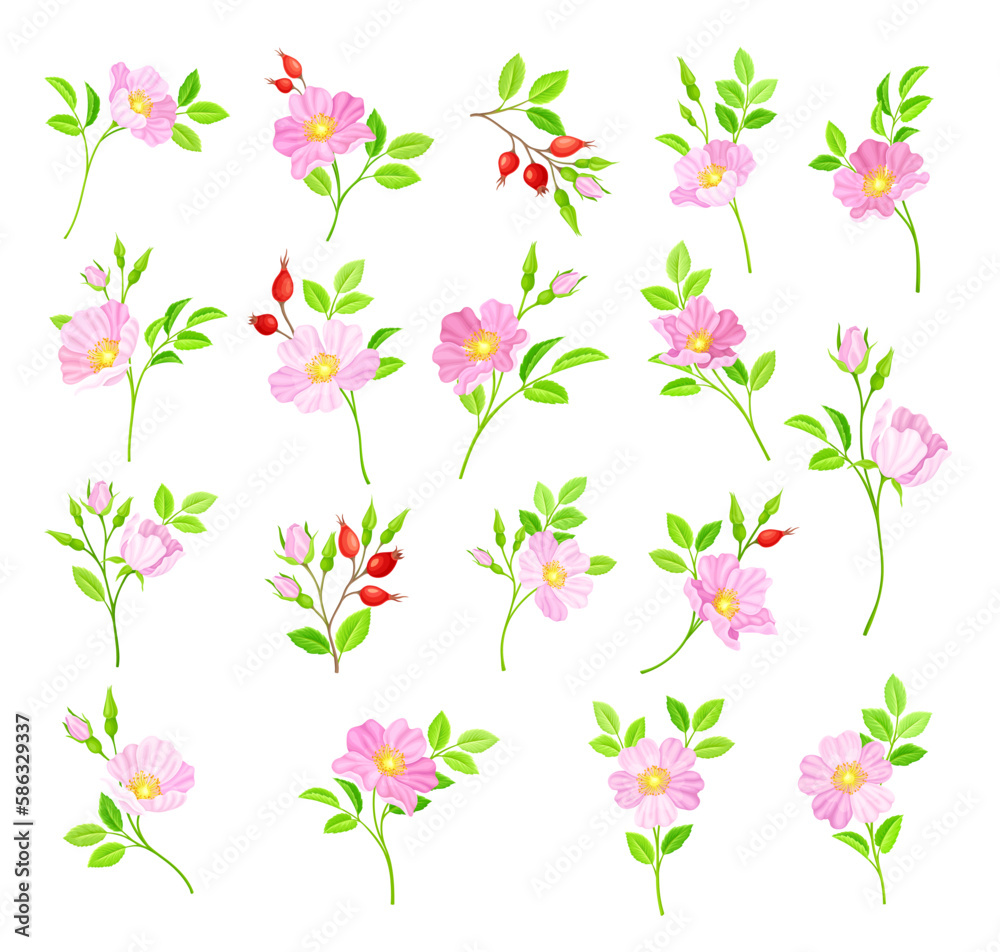 Rosa Canina or Dog Rose with Pale Pink Flowers and Red Rose Hips Big Vector Set