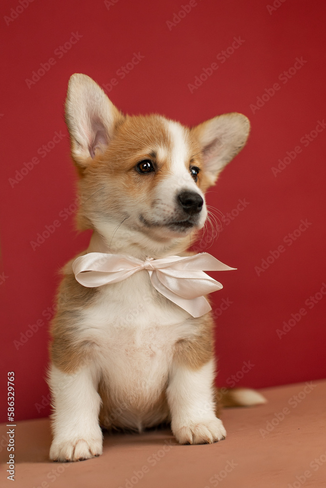 Cute corgi puppy sitting on a burgundy background
