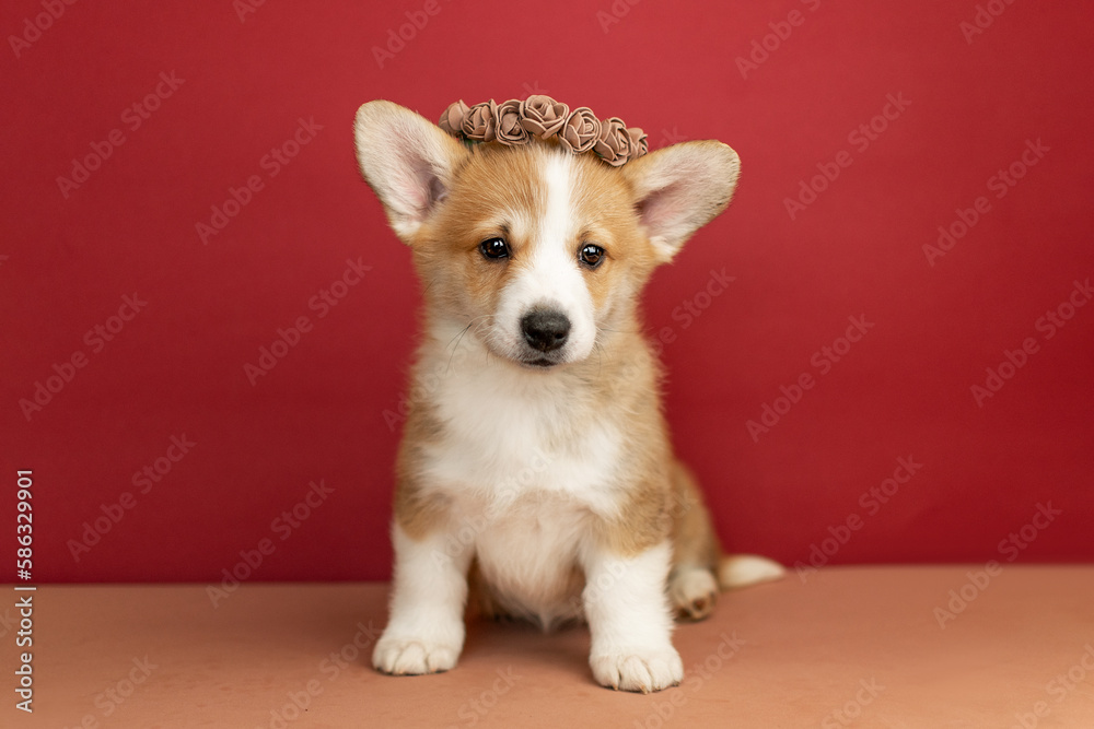 Cute corgi puppy sitting on a burgundy background Cute corgi puppy sitting on a burgundy background
