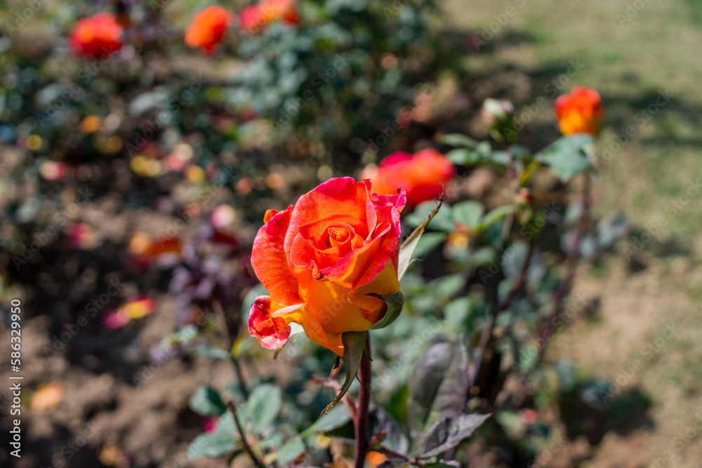 Obraz premium Zakir Hussain Rose Garden Chandigarh 