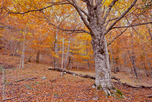 Autumn trees in the forest