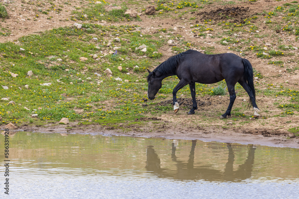 Fototapeta premium Wild Horse in Summer in the Pryor Mountains Montana