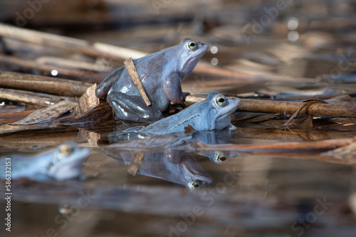 Trzy samce niebieskie żaby moczarowe podczas godów