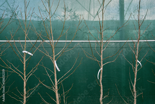 Young trees in garden centre