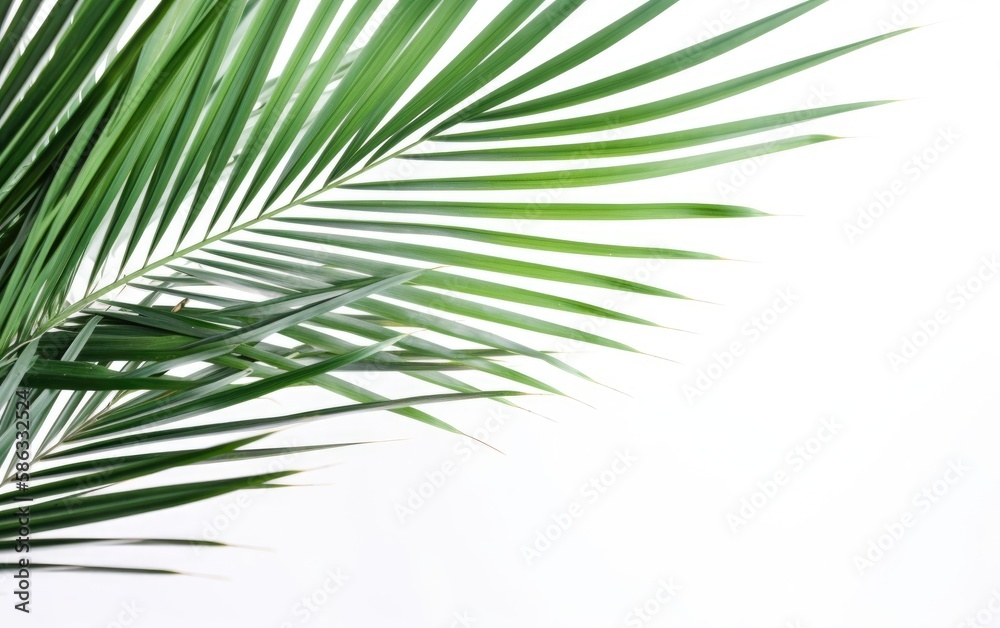 Palm frond in the top left corner on a white background — Generative AI Palm frond in the top left corner on a white background — Generative AI