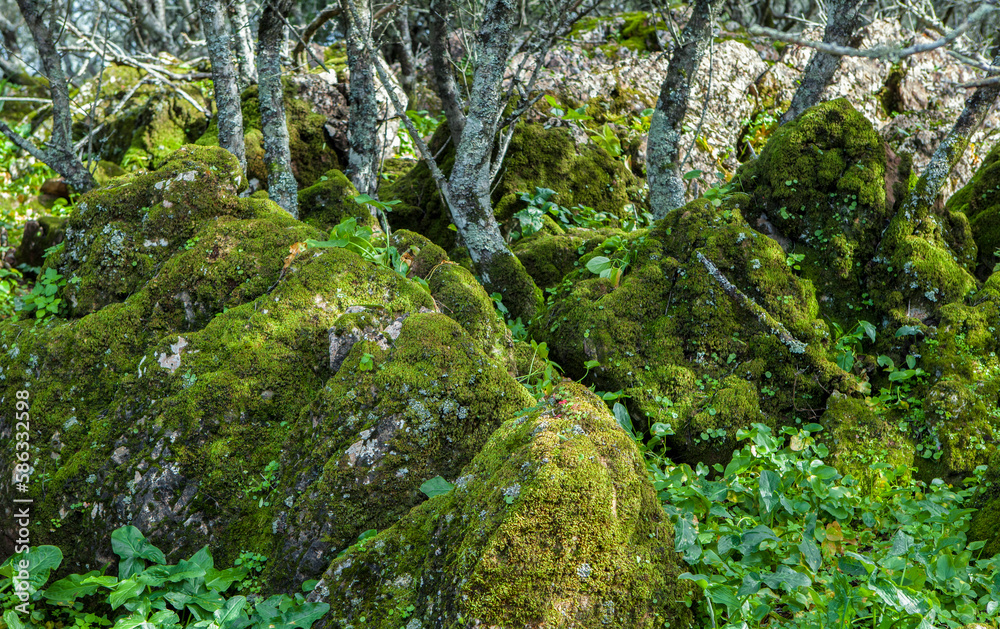 Alor Mountains low forest, Badajoz, Spain Alor Mountains low forest, Badajoz, Spain