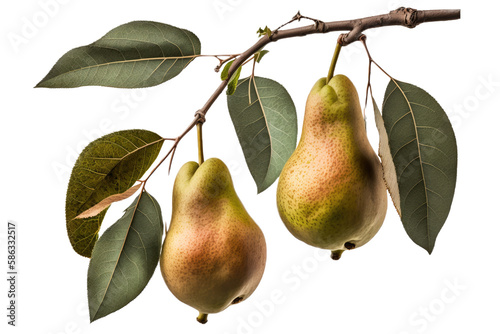 a summer-themed illustration photo featuring isolated juicy yellow pear fruits on branches with leaves set on a transparent background in PNG. Generative AI