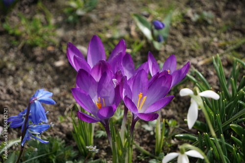 Szafran wiosenny kwitnie w ogrodzie