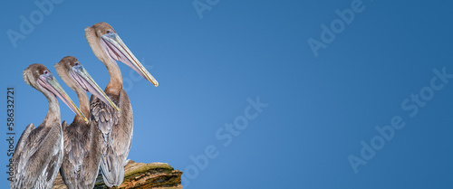 Banner with three gorgeous huge Dalmatian pelicans sitting at the tree trunk, at gradient dark blue sky background with copy space
