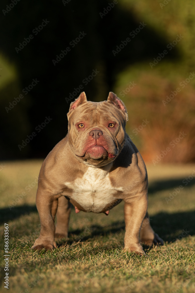 Portrait of an American Bully standing on a green lawn 