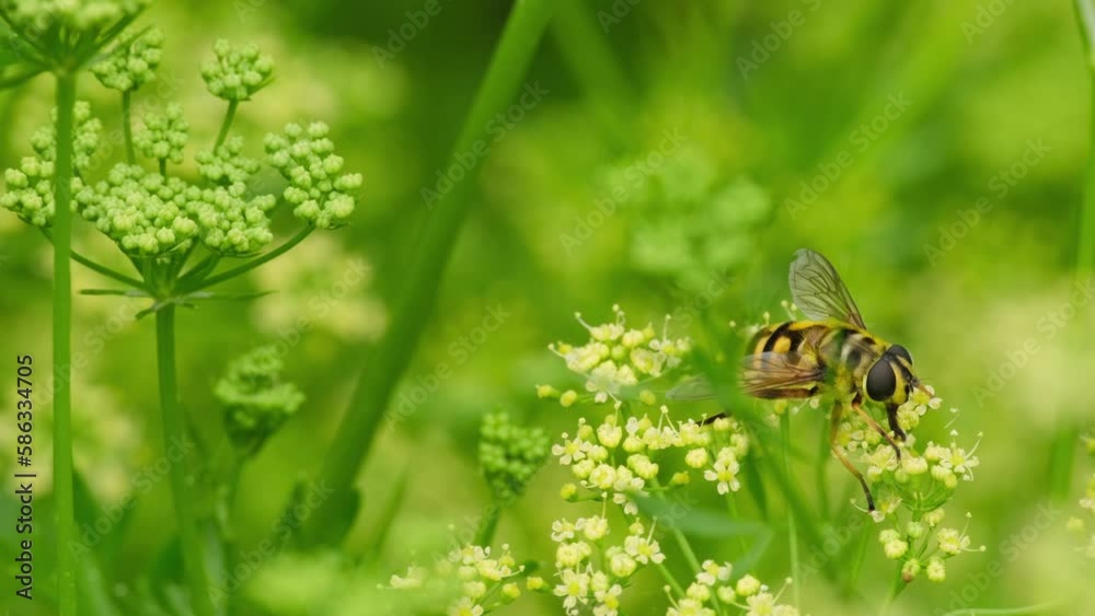 Close up of honey bee on dill plant. Honeybee collects nectar on a flower. Green nature background. Close-up of Europe Bee collecting nectar in summer sunny field, pollination