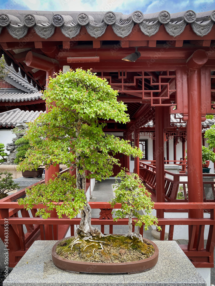 Chinese sweet plum bonsai tree at Montreal Botanical Garden. 95 year old Bonsai. Japanese art of