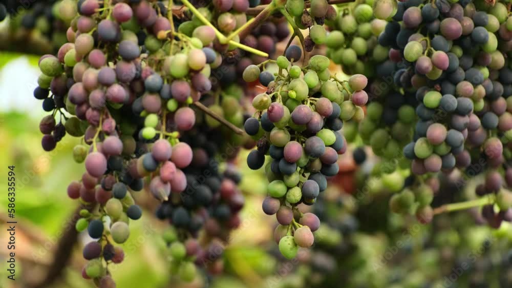 Close-up of grapes harvest. Winemaker is cutting and picking ripe grape bunches from vines during wine harvest season in vineyard. Viticulture Close-up of grapes harvest. Winemaker is cutting and picking ripe grape bunches from vines during wine harvest season in vineyard. Viticulture