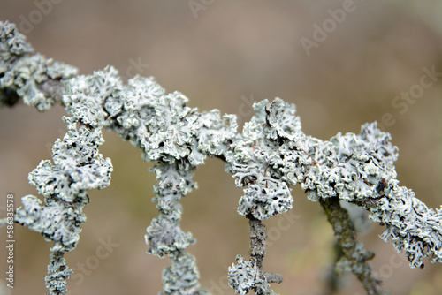 Fototapeta Naklejka Na Ścianę i Meble -  rośliny