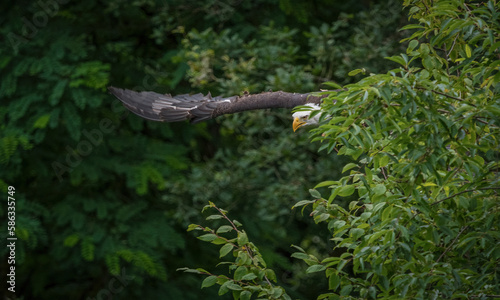 A bald eagle closeup in a falcrony in saarburg photo