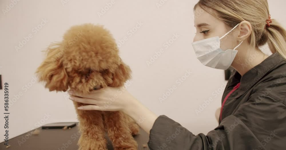 Groomer combs hair of small cute puppy poodle. Woman doing hairstyle pet hairdresser. grooming salon. The amusing canine sat calmly at the grooming salon. Cute poodle dog getting haircut. Groomer combs hair of small cute puppy poodle. Woman doing hairstyle pet hairdresser. grooming salon. The amusing canine sat calmly at the grooming salon. Cute poodle dog getting haircut.