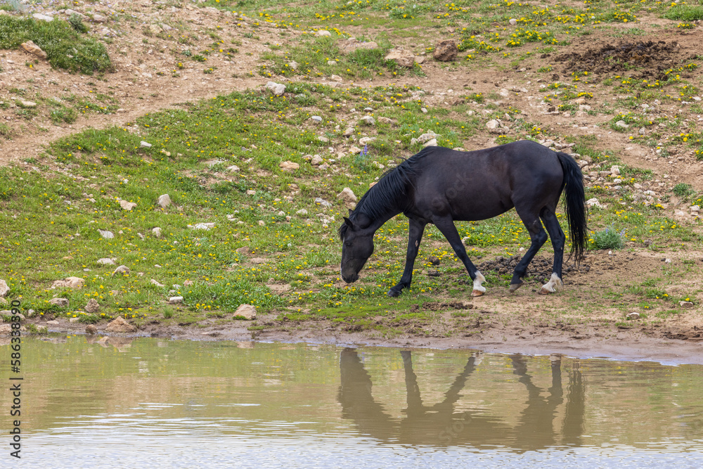 Fototapeta premium Wild Horse in Summer in the Pryor Mountains Montana