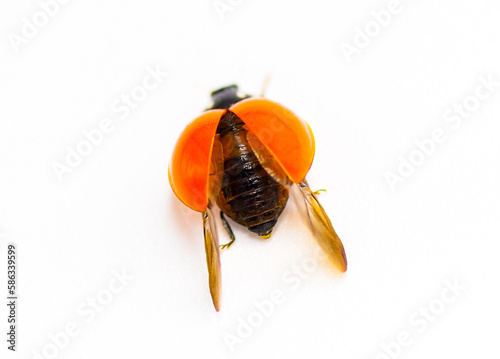 Cycloneda sanguinea - the spotless lady beetle or ladybug - preparing for flight, isolated on white background photo