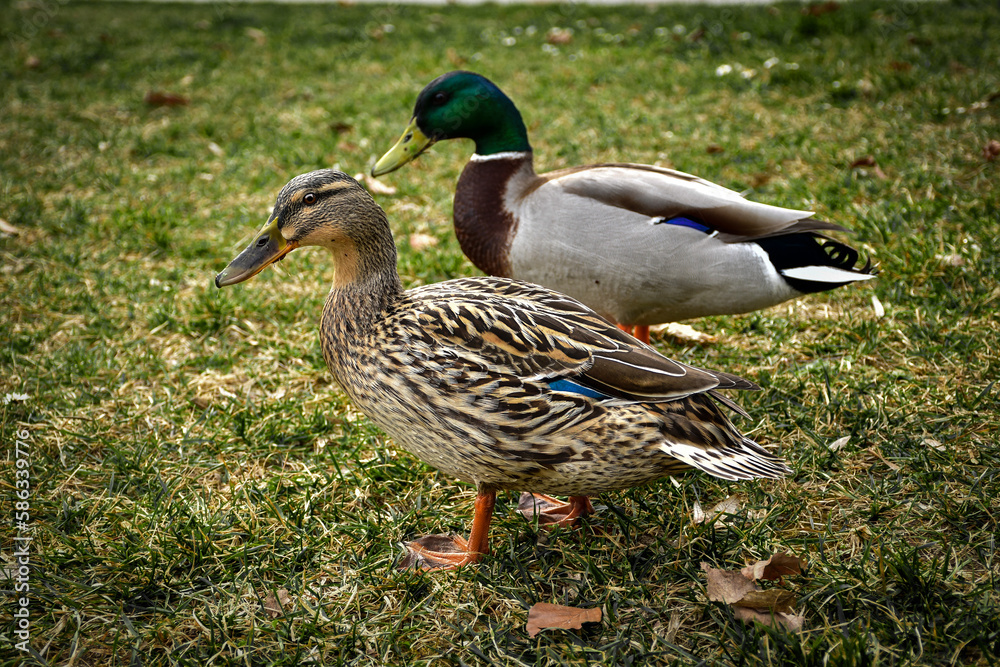 Obraz premium Enten Ducks