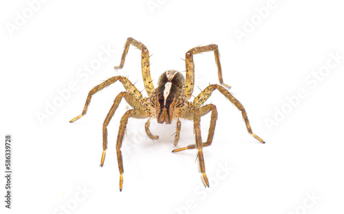 hentz wolf spider - rabidosa hentzi - front view showing eyes, pedipalp and chelicerae isolated on white background. Great detail
