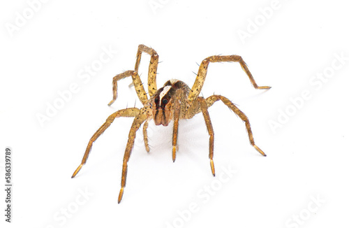 hentz wolf spider - rabidosa hentzi - front view crawling towards camera. isolated on white background. Great detail