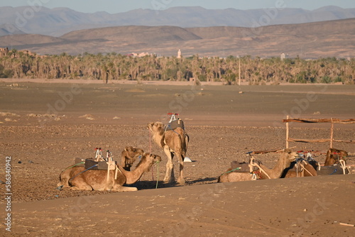 Camels, Desert, Atlas Mountains, Morocco, Africa,  animal, travel, nature, dromedary, sahara, wildlife, 