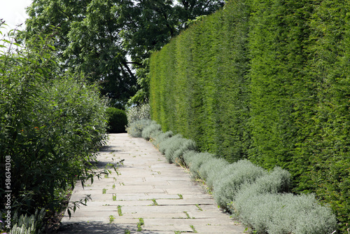 Tall English yew hedge by a stone footpath is a summer garden .
