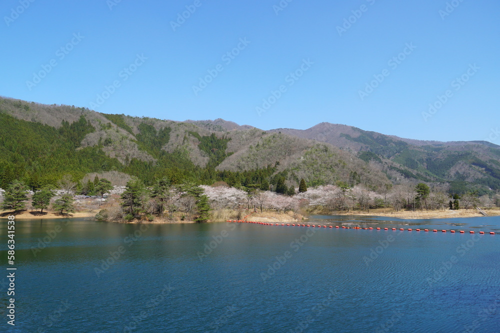 Fototapeta premium 桜が咲く春のダム湖