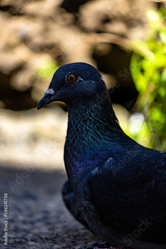 Close up Portrait of pigeon with blurred background