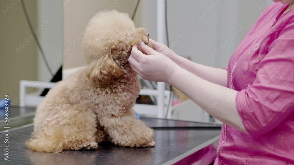 groomer expert taking care of poodle dog's hair, providing high-quality ...