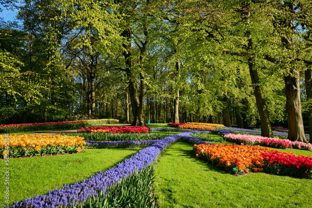 Obraz premium Blooming pink tulips flowerbeds in Keukenhof flower garden, also known as the Garden of Europe, one of the world largest flower gardens and popular tourist attraction. Lisse, the Netherlands.
