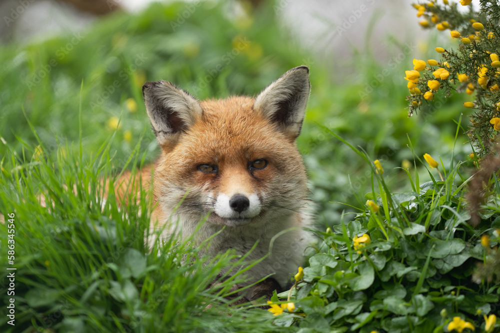 Fox resting in grass and yellow flowers