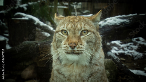 Eurasian lynx (Lynx lynx) © Dead Tree World